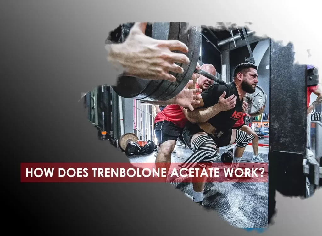 How Trenbolone Acetate work