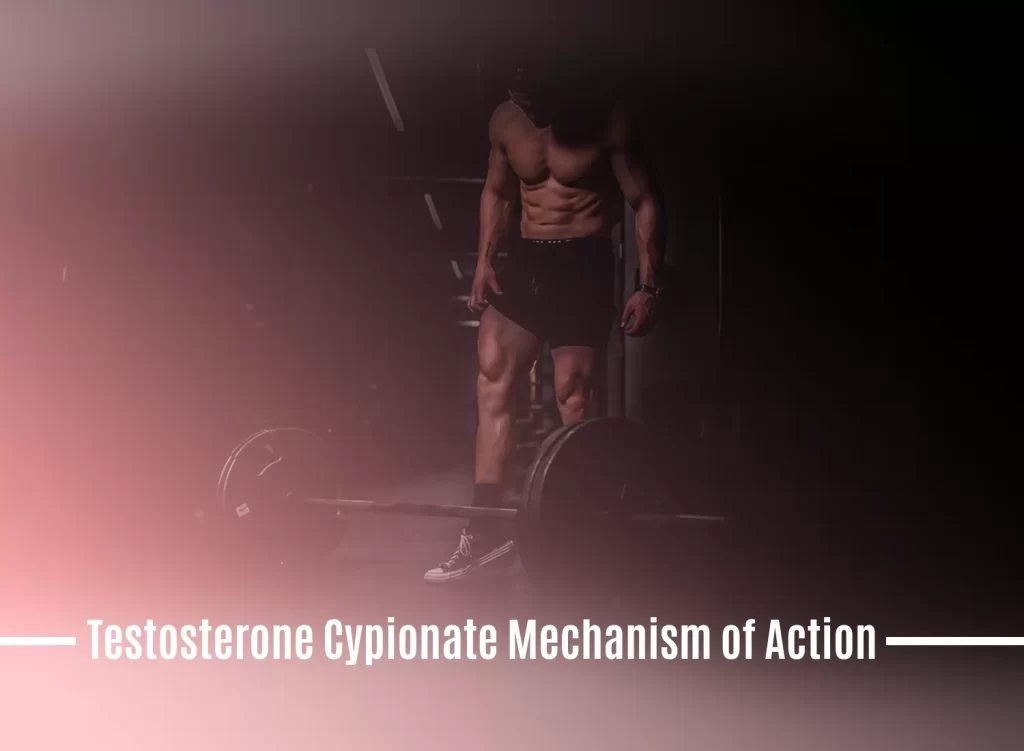 Testosterone Cypionate Mechanism 