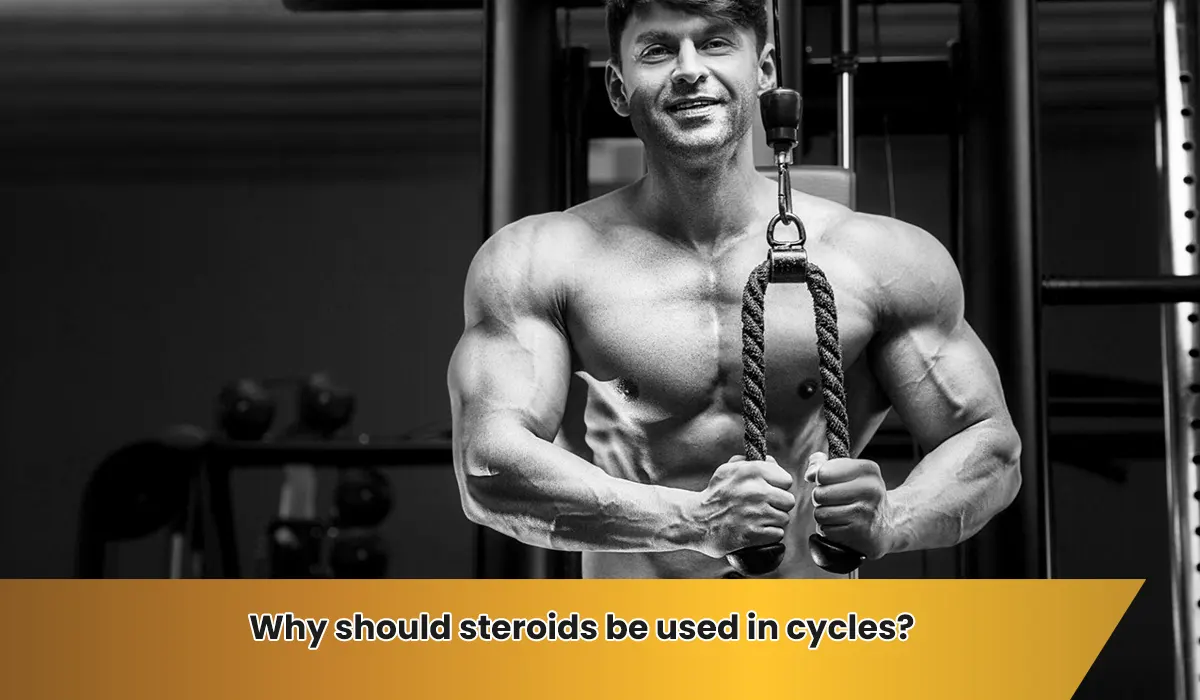 Why should steroids be used in cycles?